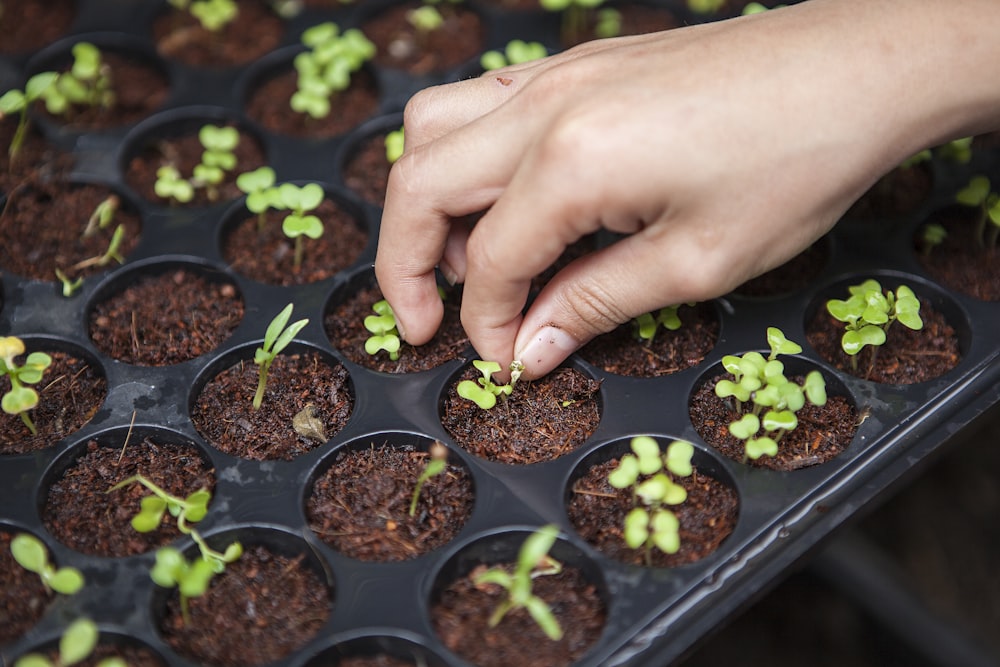 Founder tending microgreen trays