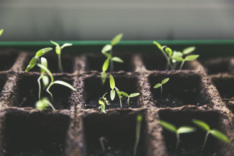 Microgreens growing under light