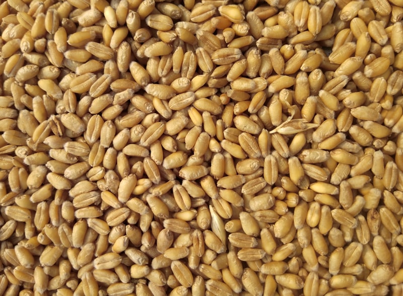 Sowing seeds