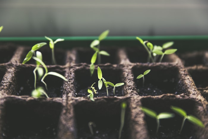 Micro basil
